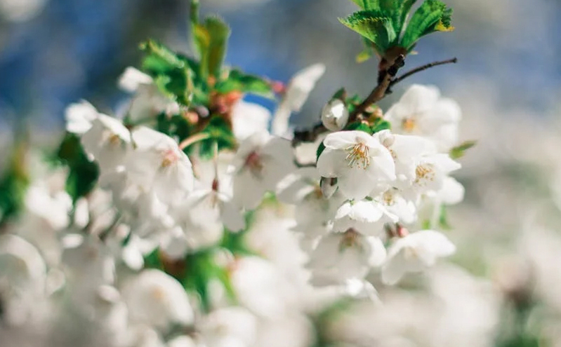 邢台聚力“红川绿谷”：山地骑行、花海盛宴与康养旅游焕发新活力