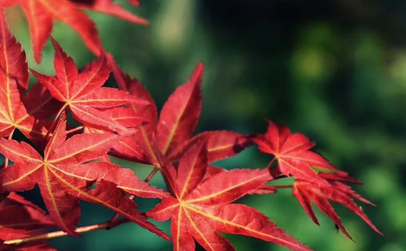 “五一”假期旅游市场迎来热潮，吉林省机票订单量同比增长24%